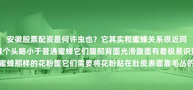 安徽股票配资是何许虫也？它其实和蜜蜂关系很近同属蜜蜂总科常见的切叶蜂个头略小于普通蜜蜂它们腹部背面光滑腹面有着极易识别的金黄毛丛由于没有蜜蜂那样的花粉筐它们需要将花粉贴在肚皮表面靠毛丛的摩擦力固定住再带回巢切叶蜂多为独栖性昆虫雌蜂交配后会寻找合适的天然孔洞筑巢如树洞、岩缝、建筑物缝隙等可有的时候它也不讲究哪里有缝就往哪钻一些小型切叶蜂甚至会将蜗牛的空壳作为巢房通常来说能为花朵传粉的昆虫都深受养花人